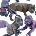 Seamless background with puppies pitbulls Royalty Free Stock Photo