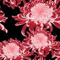 Seamless background with red Japanese chrysanthemums and ornament on black backdrop. Royalty Free Stock Photo
