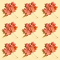Seamless background with the red maple leaves Royalty Free Stock Photo