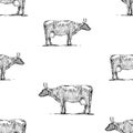 Seamless background of sketches grazing cows