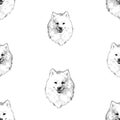 Seamless background of sketches portrait fluffy white purebred cute spitz dog