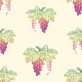 Seamless background of sketches ripe grape clusters