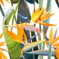 Seamless background with Strelitzia Reginae