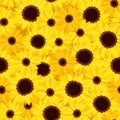 vector seamless background with sunflowers and cal