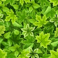 Seamless background with various green leaves. Vector illustration. Royalty Free Stock Photo