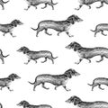 Seamless background of walking dachshunds