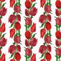 Seamless background from watercolor drawings of red tulips with green leaves in rows