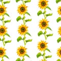 Seamless background with watercolor sunflowers. Collection decorative floral design elements