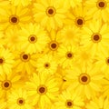Seamless background with yellow gerbera flowers. Vector illustration.