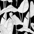 Seamless banana leaf pattern background. Black and white with drawing line art illustration.