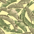 Seamless banana leaves. Vector tropical pattern background.