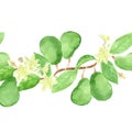 Seamless banner of green avocado fruits on a branch with leaves and flowers. Ripe fetus of exotic fruit. Watercolor hand drawing i Royalty Free Stock Photo