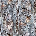 Seamless bark texture of a pine trunk. closeup, texture, background. Royalty Free Stock Photo