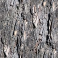 Seamless bark texture of a pine trunk. closeup, texture, background. Royalty Free Stock Photo
