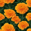 Seamless beautiful marigold illustration pattern. wallpaper design