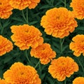Seamless beautiful marigold illustration pattern. wallpaper design Royalty Free Stock Photo