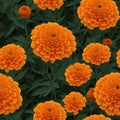 Seamless beautiful marigold illustration pattern. wallpaper design Royalty Free Stock Photo