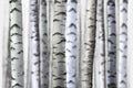 Seamless birch trees