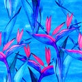 Seamless bird of paradise flower pattern. Hand painted watercolor exotic flowers of strelitzia. Textile design. Perfect Royalty Free Stock Photo