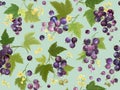 Seamless black currant pattern with summer berries, fruits, leaves, flowers background