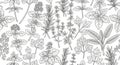 Seamless black and white pattern featuring detailed botanical illustrations of various herbs and Royalty Free Stock Photo
