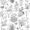 Seamless black and white pattern with Hand drawn Field herbs, flowers and grass