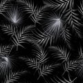 Seamless black white pattern with tropical palm leaves. Black background. Royalty Free Stock Photo