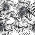 Seamless black white pattern with tropical palm leaves. White background. Royalty Free Stock Photo