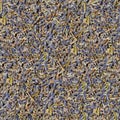 Seamless blue lavender flowers texture Royalty Free Stock Photo