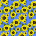 Seamless blue summery background with yellow sunflower and green leaves Royalty Free Stock Photo