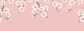 Seamless border with blossoming branches of cherry. A tree branch with white flowers on a pink background Royalty Free Stock Photo