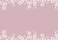 Seamless border with blossoming branches of cherry. White flowers and buds on pink background Royalty Free Stock Photo