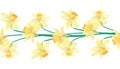 Seamless border or brush with spring flowers and leaves. Narcissus or daffodils. Hand drawn watercolor illustration Royalty Free Stock Photo