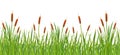 Seamless border with grass and cattails. Swamp grass with reeds. A strip of wild vegetation Royalty Free Stock Photo