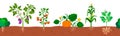 Seamless border. Harvest of vegetables potatoes, corn, pumpkins, tomatoes with roots in the ground on white. Vector