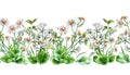 Seamless border of meadow medicinal flower, herb plants watercolor illustration isolated on white. Daisy, chamomile