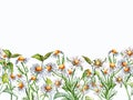 Seamless border of medicinal plants chamomile watercolor illustration isolated on white background. Daisy yellow flower Royalty Free Stock Photo
