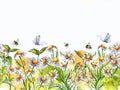 Seamless border of medicinal plants, watercolor splash, insects illustration isolated on white background. Daisy flower