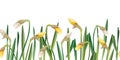 Seamless border of narcissus buds on an isolated background. Illustration with spring flowers for Easter. Suitable for Royalty Free Stock Photo