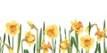 Seamless border of narcissus flowers on an isolated background. Illustration with spring flowers for Easter. Suitable Royalty Free Stock Photo