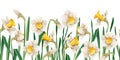 Seamless border of narcissus flowers on an isolated background. Illustration with spring flowers for Easter. Suitable Royalty Free Stock Photo