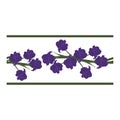 Seamless border, ornament, edging with blue flowers, petals, buds on a white background. Narcissus