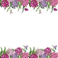 Seamless border with phlox flowers isolated on white