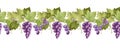 Seamless border of purple grape vines