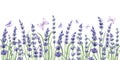 Seamless border with purple lavender flowers with green leaves and butterflies. Watercolor hand drawn illustration Royalty Free Stock Photo