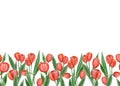 Seamless border of red tulips with green leaves on a white background. Spring flowers. Watercolor illustration, background, Royalty Free Stock Photo