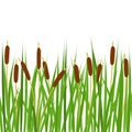Seamless border with reeds Royalty Free Stock Photo
