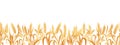 Seamless border of spikelets of wheat, rye, barley with copy space. Background Royalty Free Stock Photo