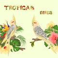 Seamless border tropical birds Yellow cockatiels cute funny parrots and tropical flowers pink and yellow hibiscus and Strelitzi