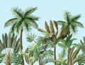 Seamless border with tropical tree such as palm, banana. Vector. Royalty Free Stock Photo